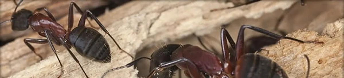 Close-up of ants on wood showing an active ant infestation in Eugene, OR