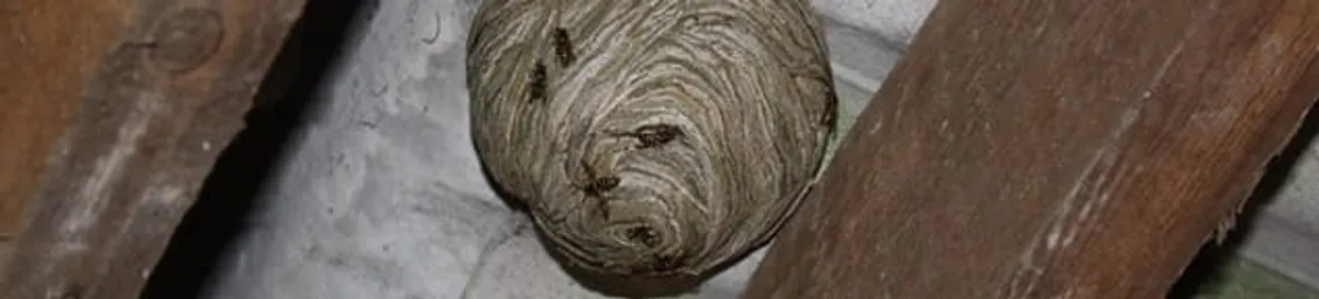 Wasp nest in an attic space, a common home infestation risk in Eugene, OR