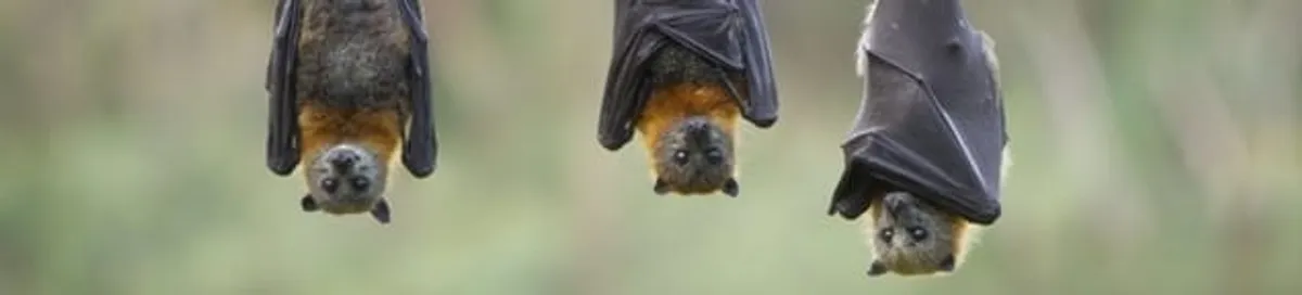 Bats roosting together, a common sign of a bat infestation in Eugene, OR