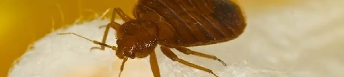Close-up of a bed bug, a sign of an active infestation in Eugene, OR