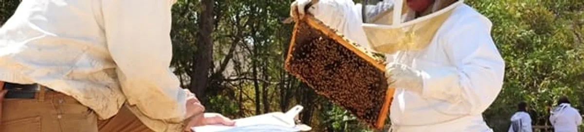 Bee removal specialists relocating a hive and honeycomb safely in Eugene, OR