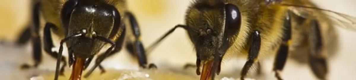 Close-up of honey bees, a sign of a nearby hive in Eugene, OR