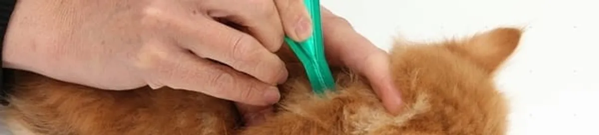 Flea treatment for pets using a flea comb, a sign of flea problems in Eugene, OR