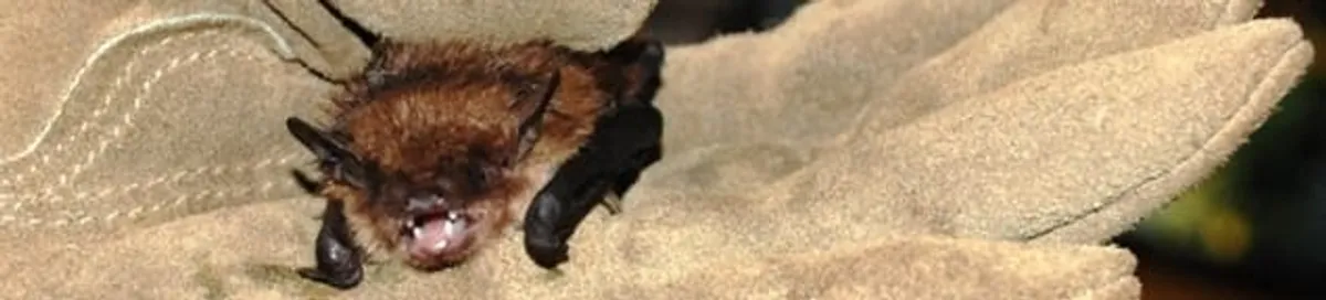 Bat removal specialist holding a bat safely during humane exclusion in Eugene, OR
