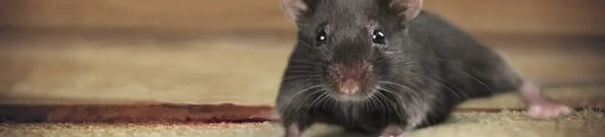 Mouse indoors, a common sign of a rodent infestation in Eugene, OR