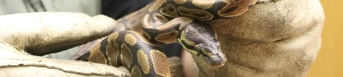 Snake removal specialist safely handling a snake with protective gloves in Eugene, OR