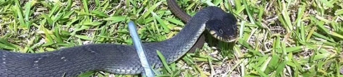 Snake in a yard, a common sign of a snake problem near a home in Eugene, OR