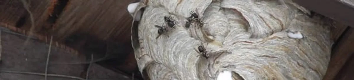 Close-up of a wasp nest with active wasps, a sign of an infestation in Eugene, OR